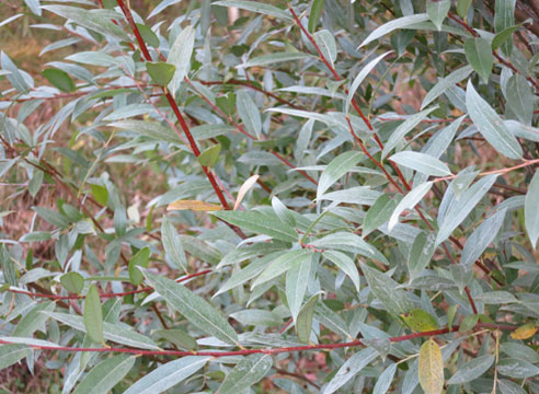 Ива белая серебристая (Salix alba f. argentea)