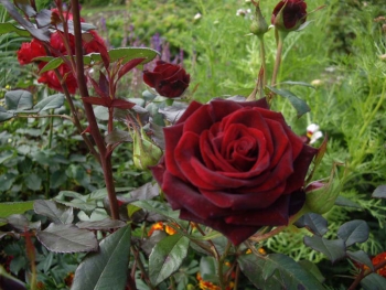 Розы чайно-гибридная «Абракатабра»