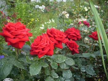 Розы чайно-гибридная «Антигуа»