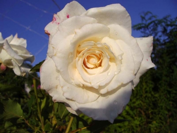 Розы чайно-гибридная «Биг Парпл»