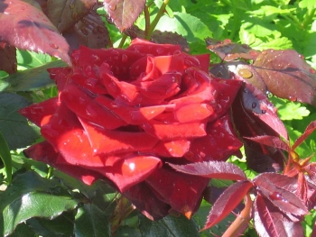Розы чайно-гибридная «Блек Меджик»
