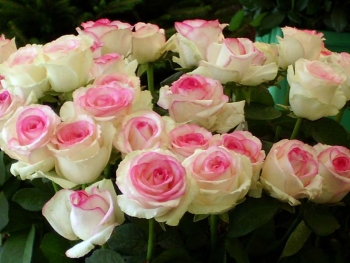 Розы чайно-гибридная «Дольче Вита»