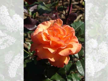 Розы чайно-гибридная «Коландро»