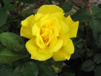 Розы чайно-гибридная «Конго»