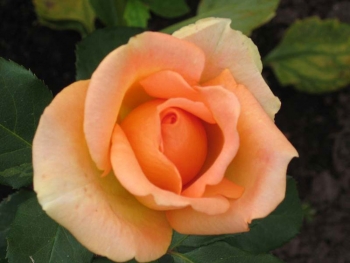 Розы чайно-гибридная «Лимбо»