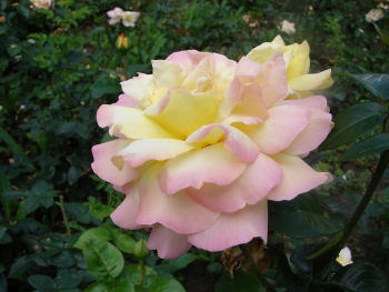 Розы чайно-гибридная «Нью Фешен»