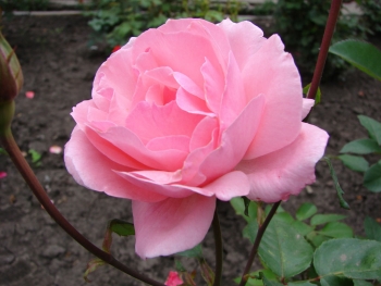 Розы чайно-гибридная «Рафаэлла»