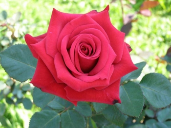 Розы чайно-гибридная «Ред Интуишин»