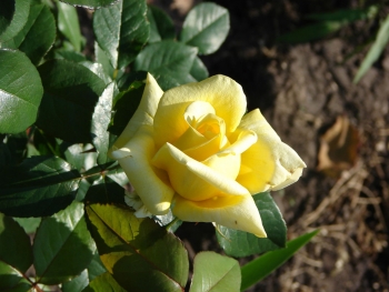 Розы чайно-гибридная «Тукан»