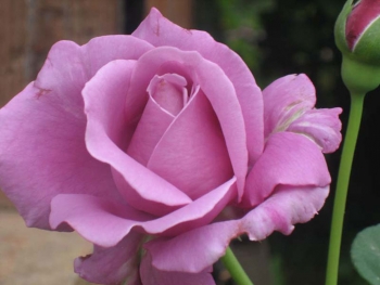 Розы чайно-гибридная «Шарль де Голь»